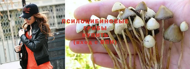 Псилоцибиновые грибы Psilocybe  продажа наркотиков  Баксан 